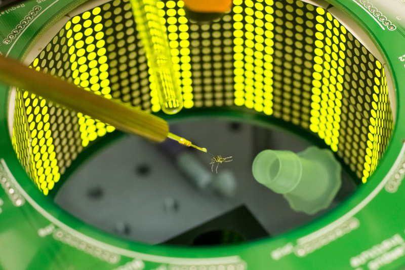 A mosquito in the âvortexerâ machine, which simulates swats. (Image: Kiley Riffell)